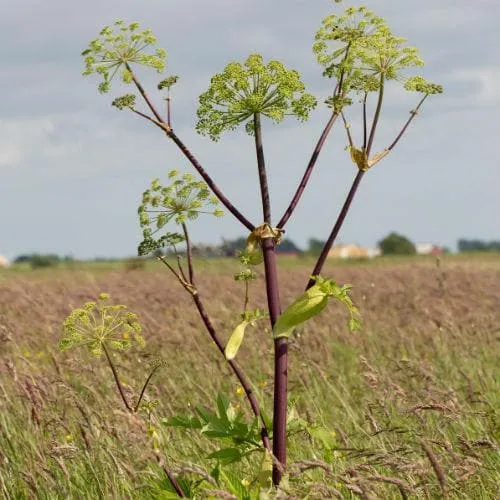 Angelica archangelica