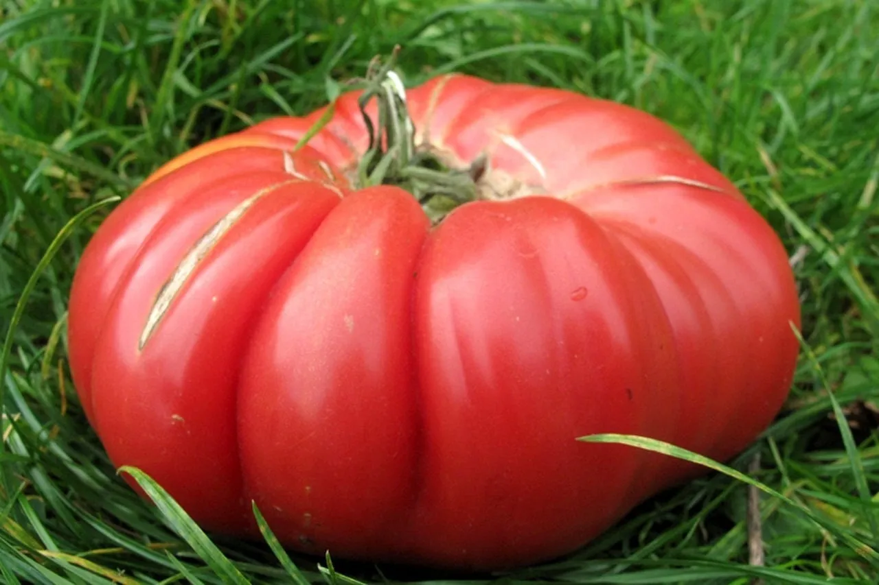 Heirloom Organic Pink Tiffen Mennonite Tomato Seeds