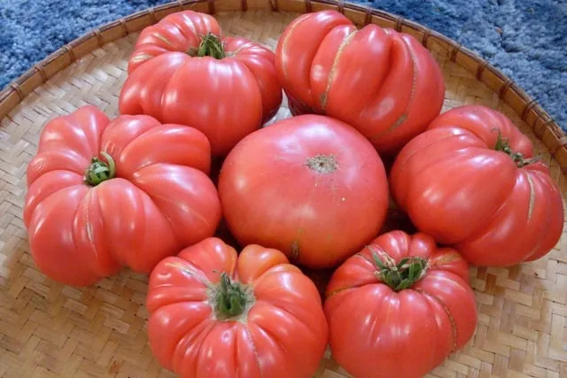 Heirloom Organic Pink Tiffen Mennonite Tomato Seeds