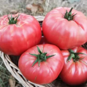 Heirloom Organic Pink Tiffen Mennonite Tomato Seeds